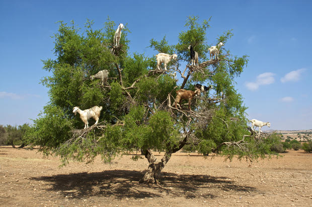 Goats on tree eating argan, in Marocco
