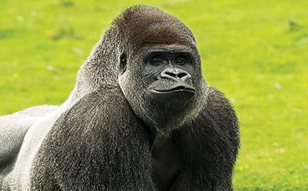 large-Gorilla-photo