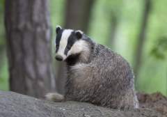badger-sitting